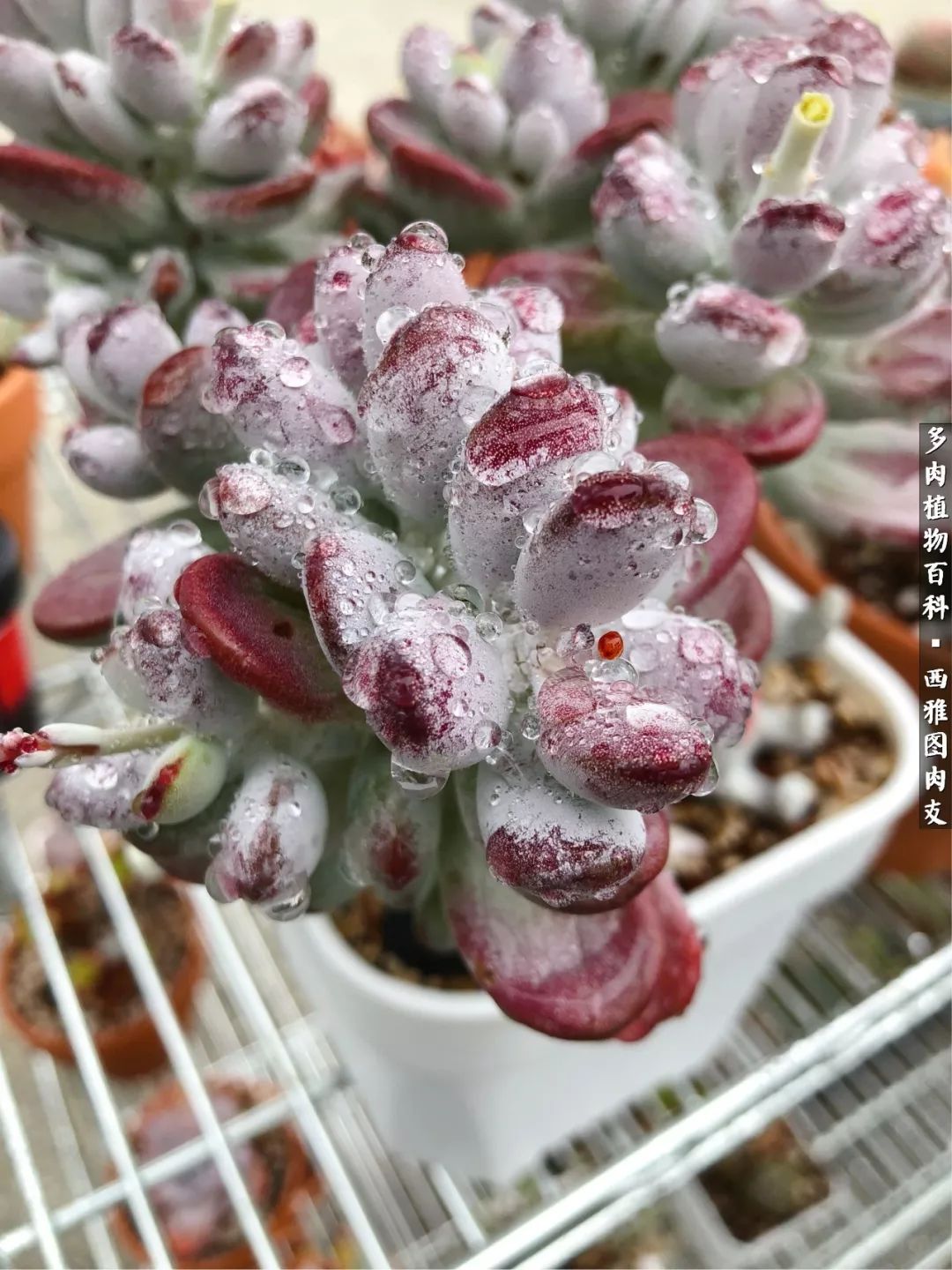 美国多肉,多肉西雅图