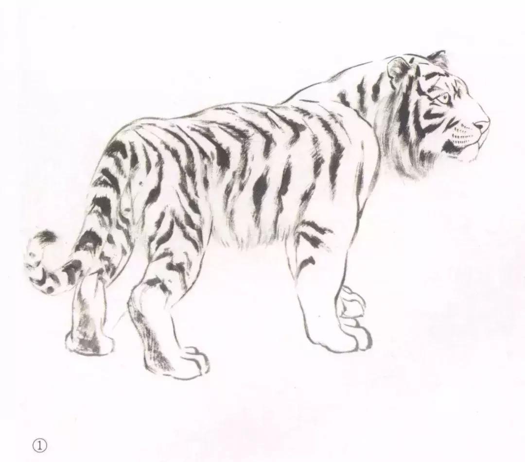 怎样画虎步骤视频,如何画写意老虎