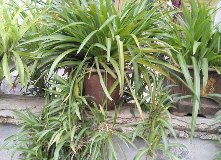 吊兰叶尖焦枯发黑需要剪掉吗,金边吊兰叶尖发黑怎么回事