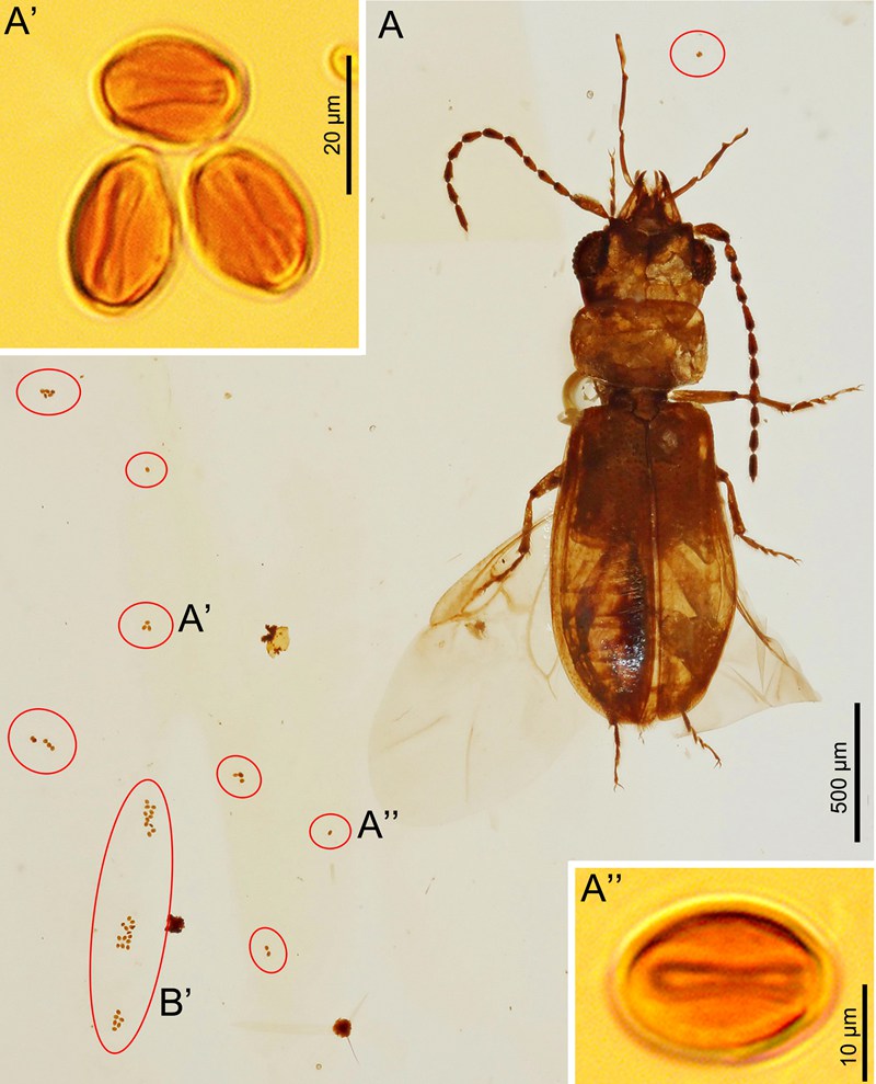 铁树开花为啥要一千年,铁树开花臭味相投