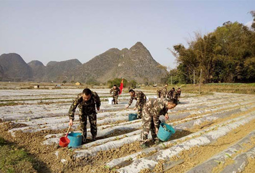 草莓盖完地膜后要注意哪些,夏天种冬瓜盖地膜要注意什么