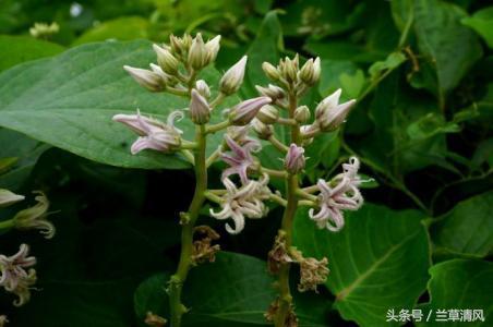 白云山植物精油能治白癜风吗,农村常见的植物能治疗白癜风