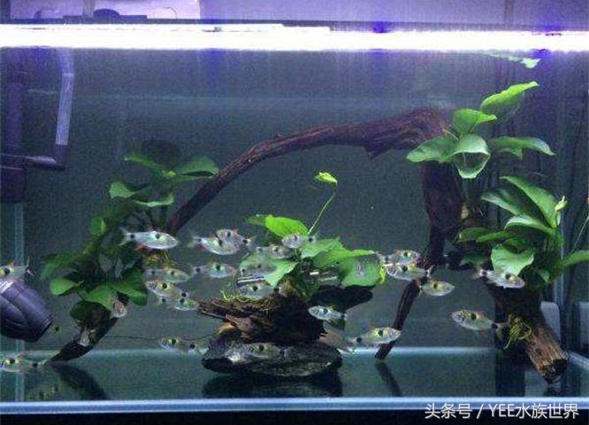 鱼店误把马克当灯鱼卖给我，半缸灯鱼成了饲料，我亏了还是赚了？