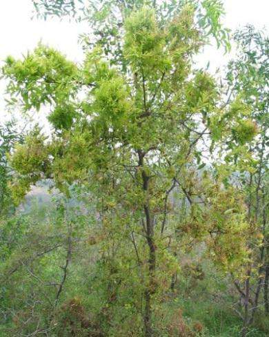 枣树枣疯病，尚无药可治！如何预防是关键！