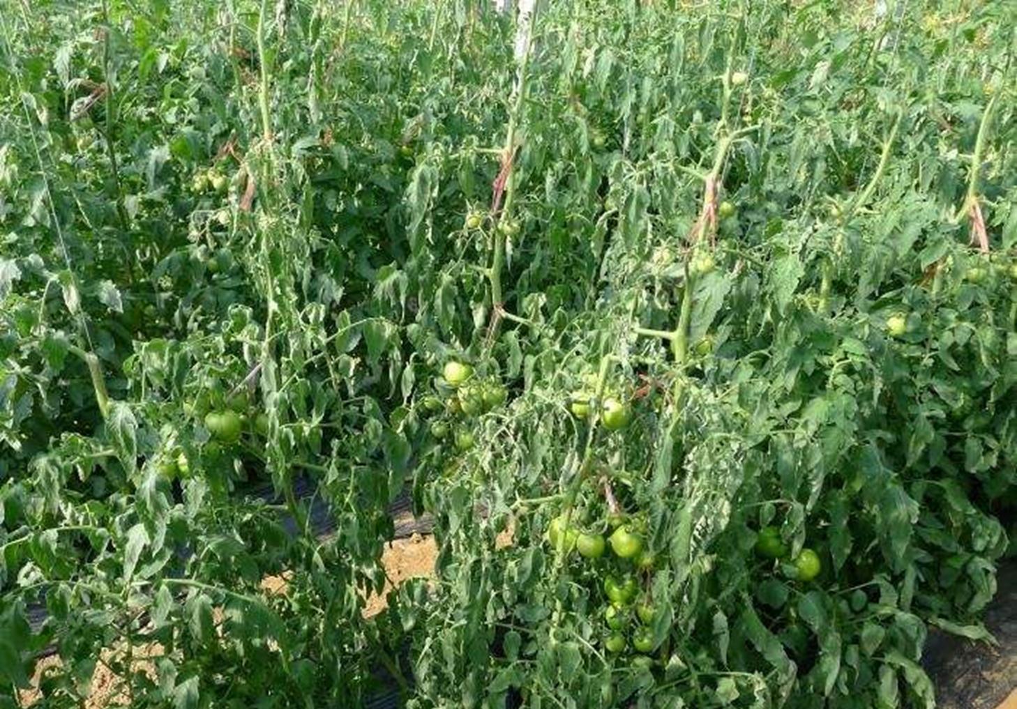 番茄髓部坏死和溃疡病,番茄细菌性髓部坏死病