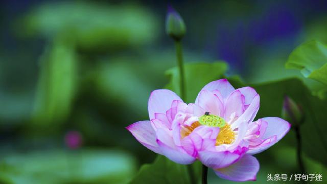 喝酒感悟人生哲理精辟句子,品茶感悟人生哲理精辟句子