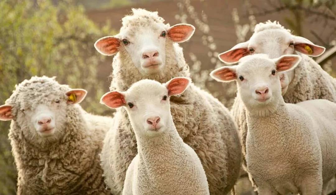 土耳其货币崩盘后的影响,土耳其货币崩盘最新消息