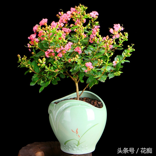 漂亮的紫薇花开了,紫薇哪个品种最好养