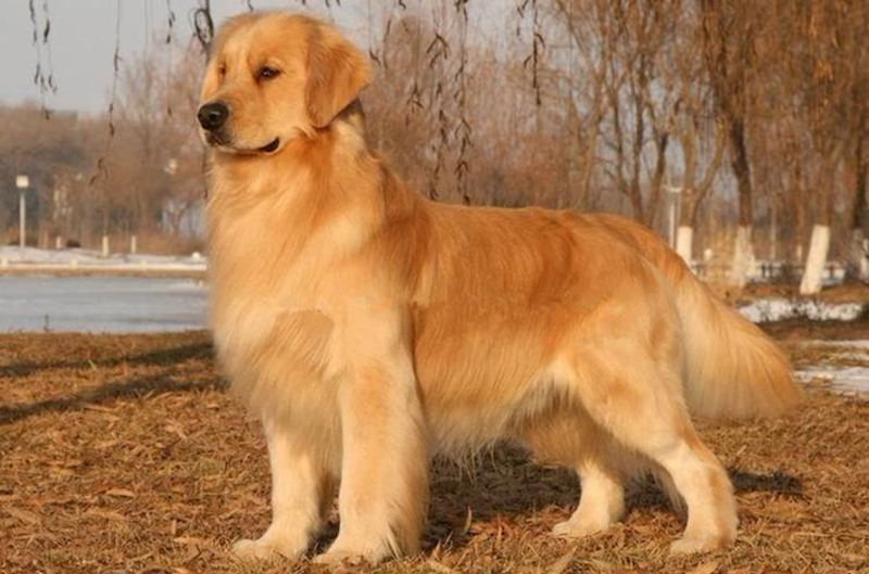 养金毛的注意事项,养幼犬金毛有什么要注意的