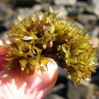 推荐一款大牌洗发水和护发水,除了洗发水还能用什么