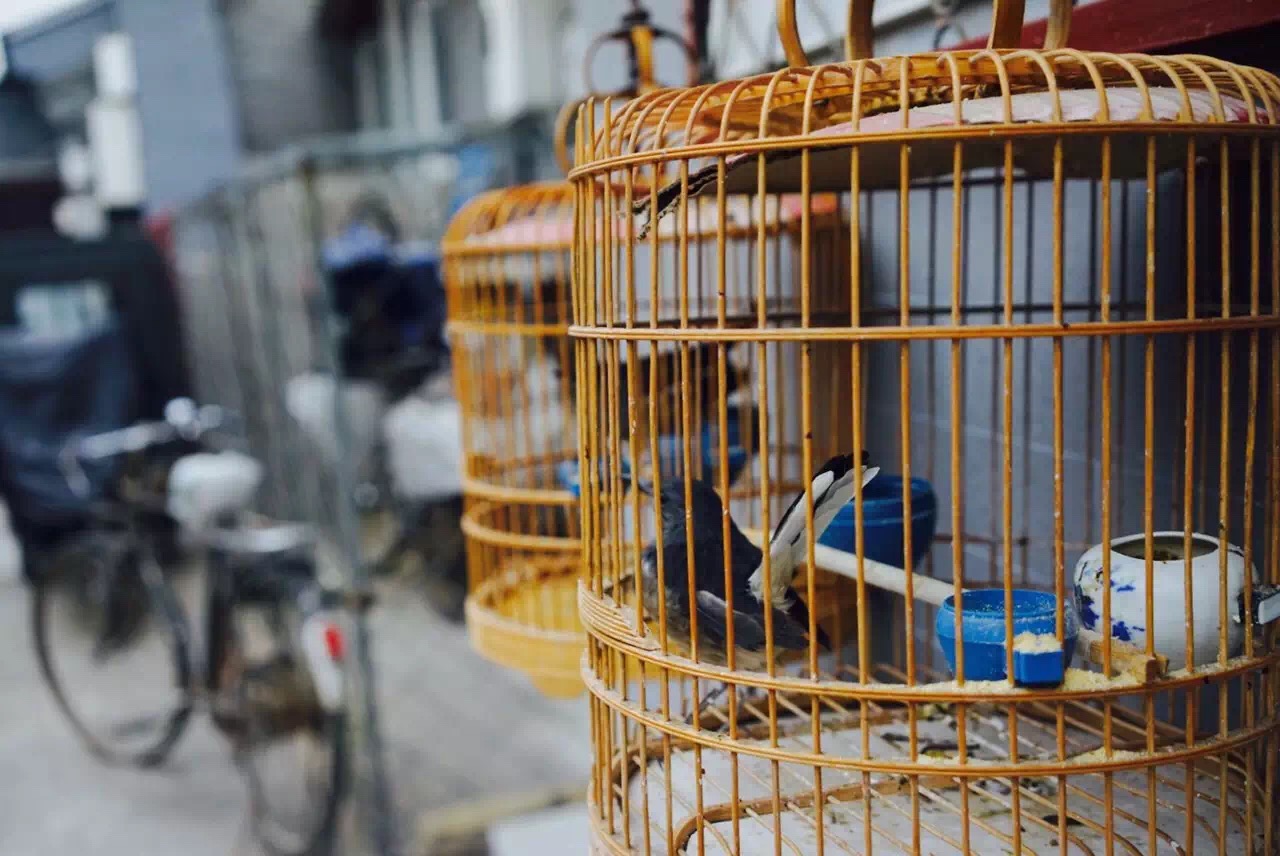 从100年前到现在,最文艺的北京胡同