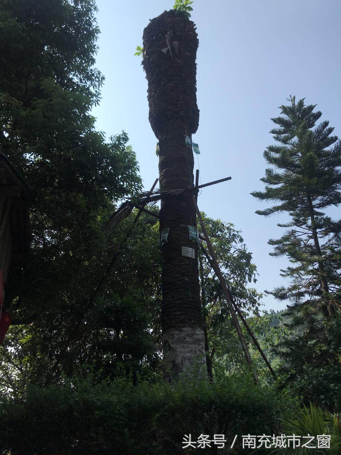 四川南充：这位来自非洲的“朋友”过得不是很好，全国不超过10棵