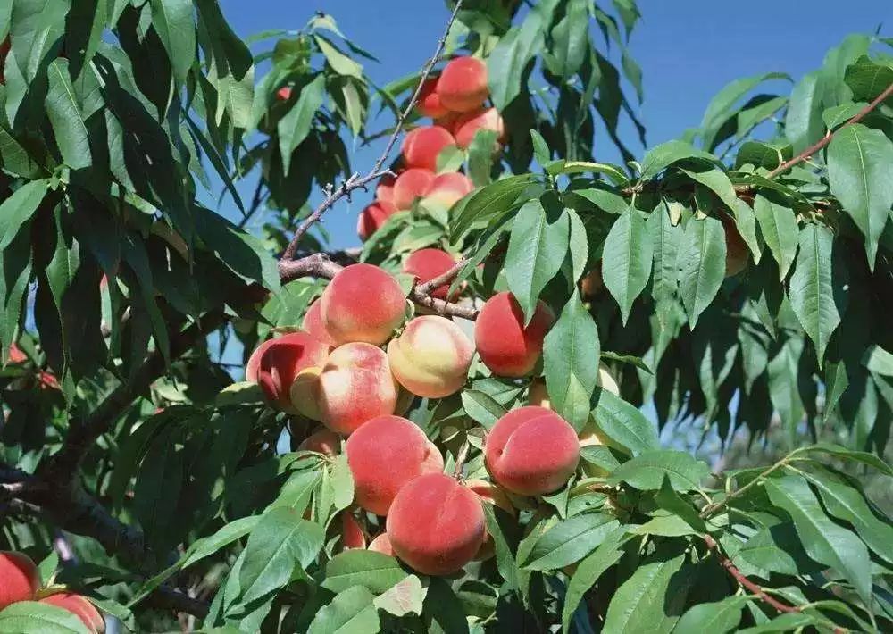 新鲜采摘欢迎你来品尝好吃的水果,新鲜采摘盛夏的果实