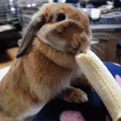 养兔的最佳养殖方法,养兔场种兔养殖注意事项