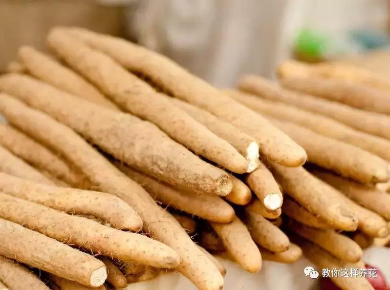 山药发芽全过程,山药发芽了埋地里行不