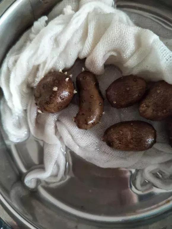 山药发芽全过程,山药发芽一根都不能吃吗