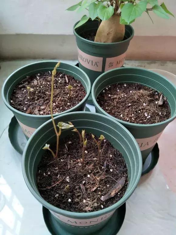 山药发芽全过程,山药发芽了埋地里行不