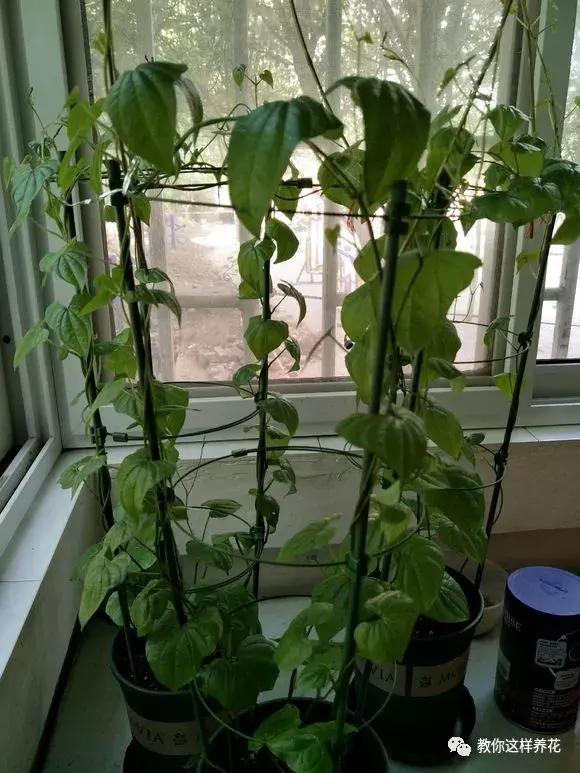 山药发芽全过程,山药发芽一根都不能吃吗