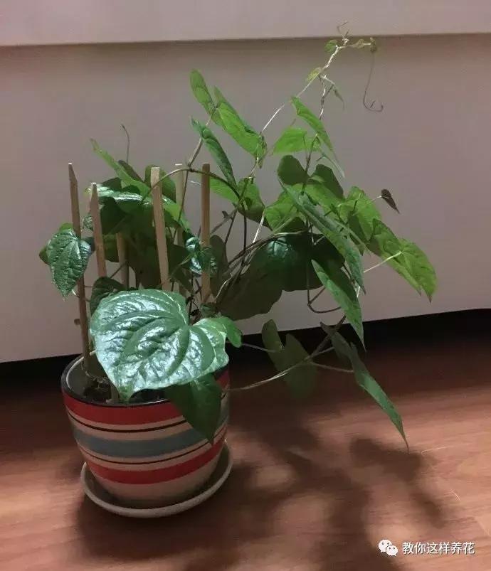 山药发芽全过程,山药发芽了埋地里行不