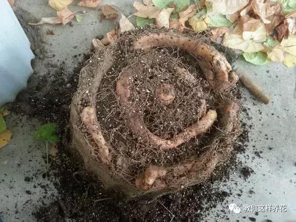 山药发芽全过程,山药发芽了埋地里行不