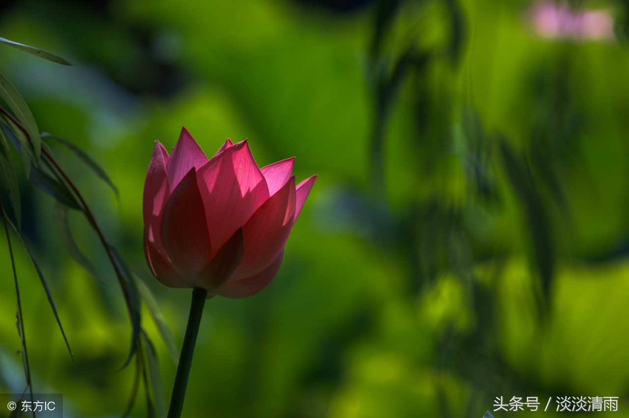 妙趣横生读音,妙趣横生的诗意