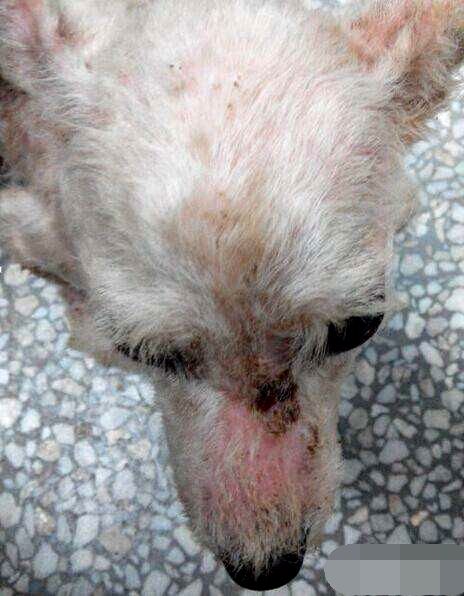 狗狗第一针疫苗是预防什么病的,狗狗几岁开始掉牙该怎么预防