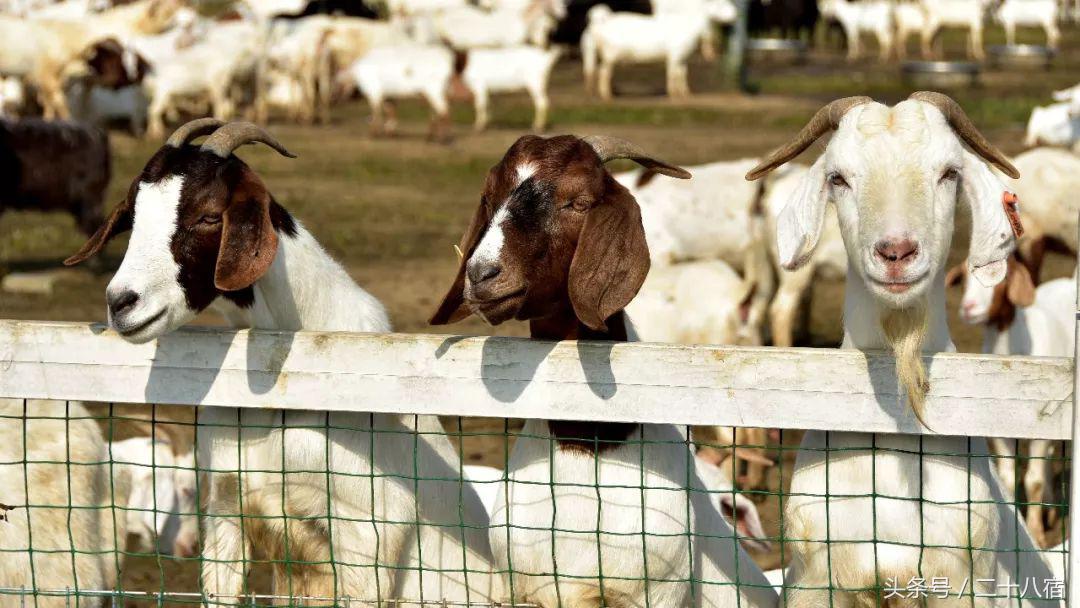 陈柏霖纳米比亚自驾游视频,陈柏霖在沙漠开车