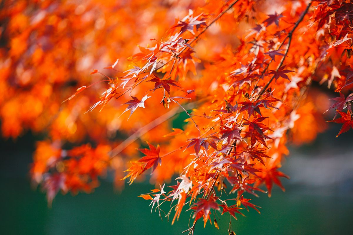 厉害了，加拿大人大概把所有热情都给了它？猜猜是什么