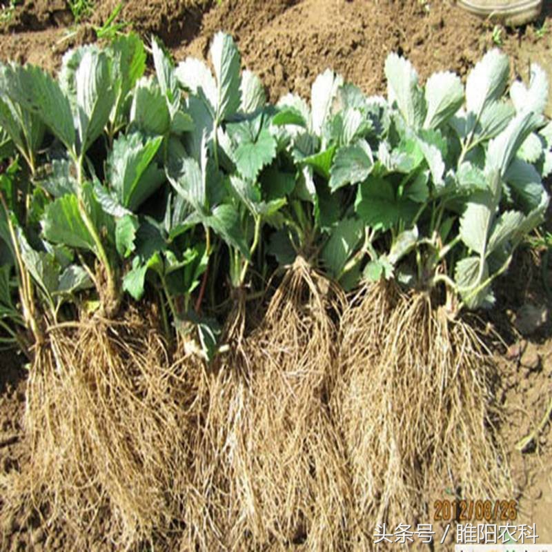 种草莓注意哪些事项,夏天种草莓死苗