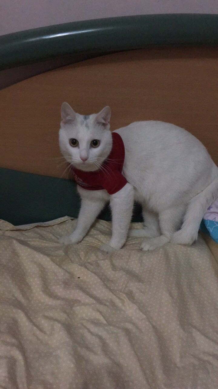 豆哥是一只松鼠,豆哥真实搞笑视频