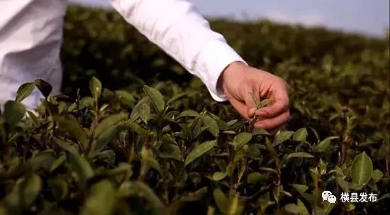 骞胯タ妯幙鑼夎帀鑺变埂瑙嗛,骞胯タ妯幙鑼夎帀鑺变埂