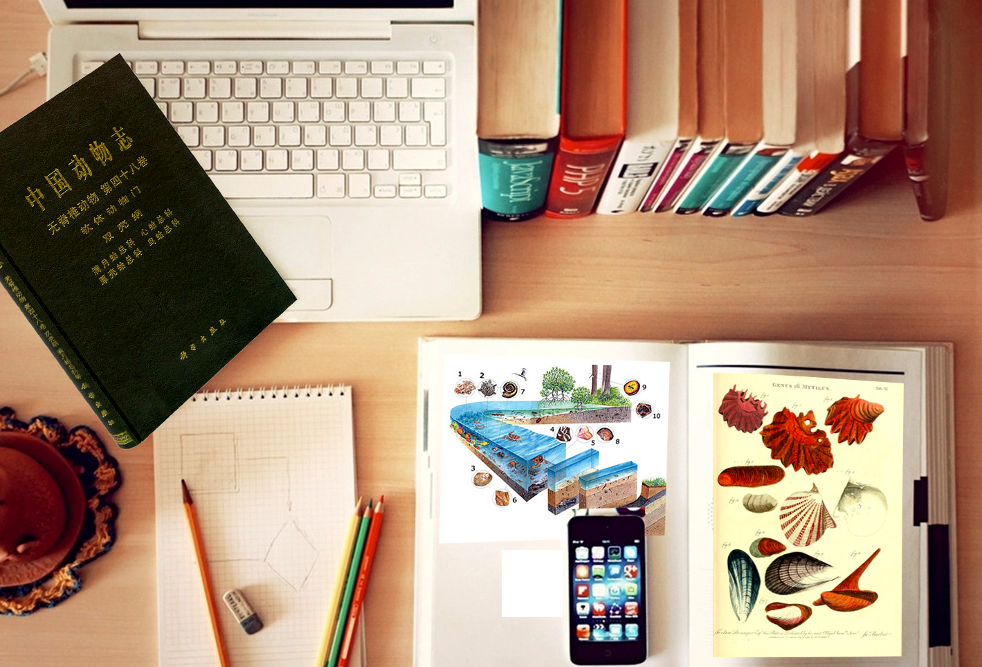 蛏子贝壳类海鲜,贝类海鲜有哪些毛蚶