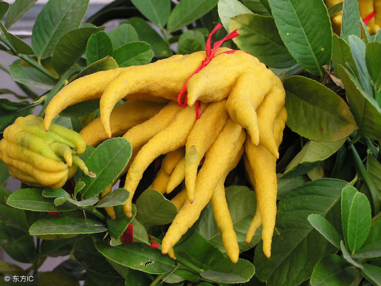 疏肝解郁化痰散结的中药,佛手和什么搭配疏肝解郁茶