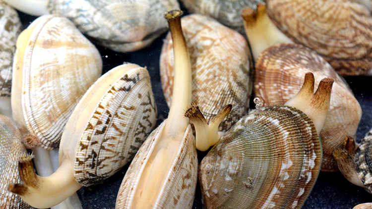 蛏子贝壳类海鲜,贝类海鲜有哪些毛蚶