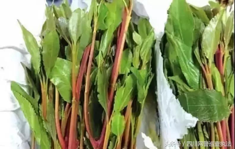 常见有毒性的药片,注意了这些药不能一起吃