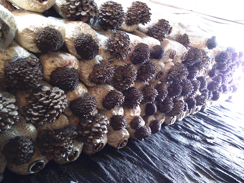 平菇畸形菇形成的原因及防治,平菇死菇的原因