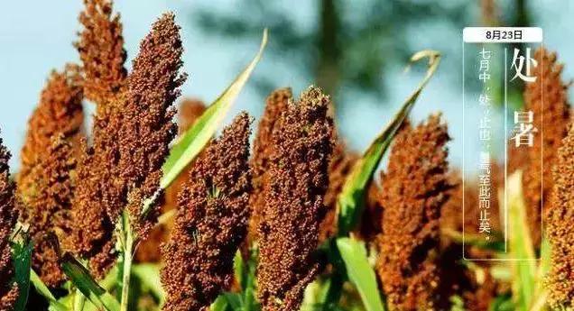 处暑养生三大禁忌,处暑养生的七大注意事项