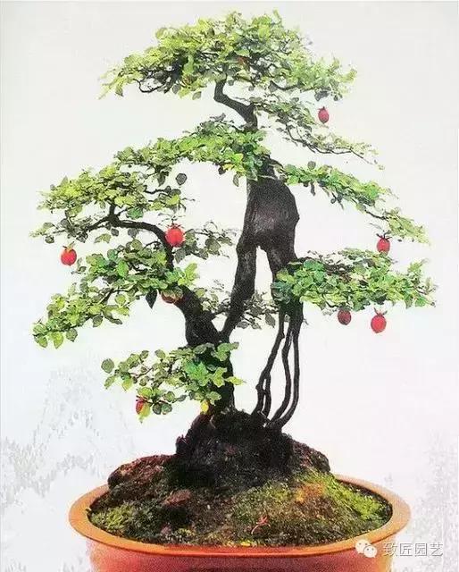 阳台养护金弹子盆景达人,金弹子盆景养护与管理