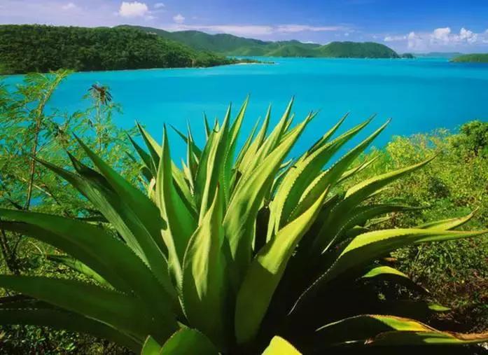 龙舌兰酒的真实口感,龙舌兰酒深度解析