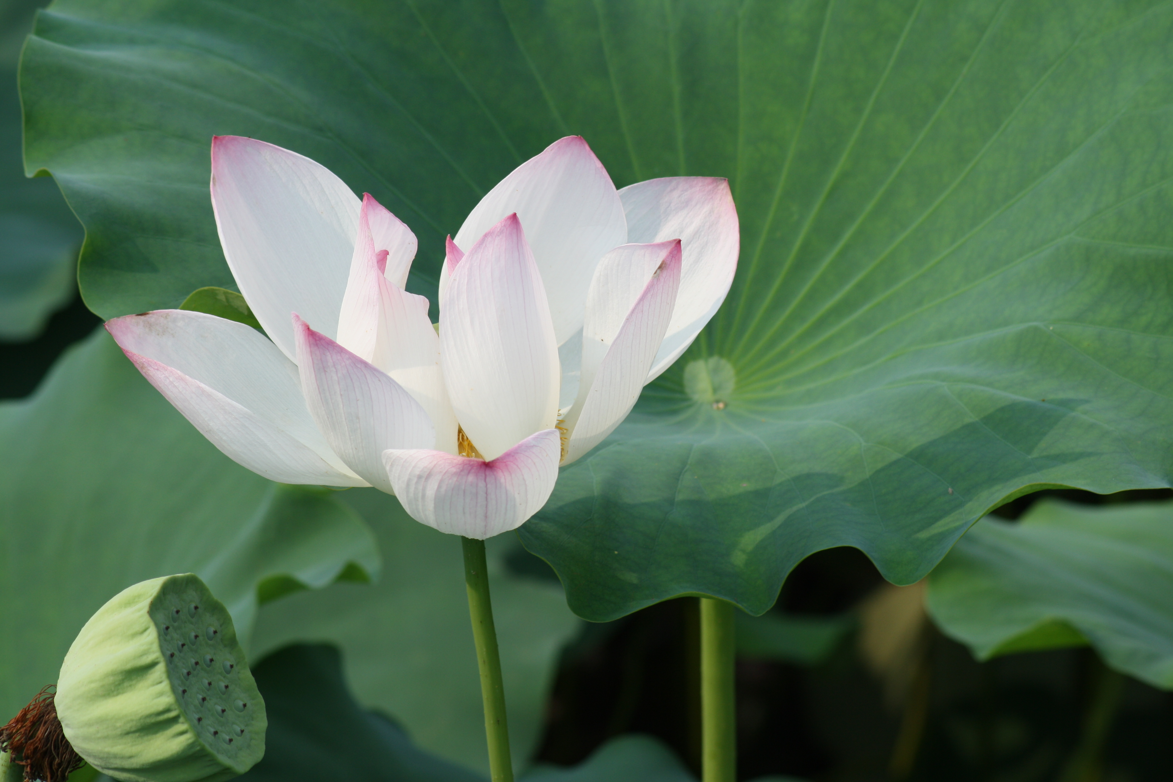 面试官问怎么营销,面试官问怎么推销自己