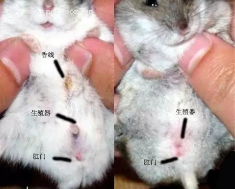 仓鼠食粮养鼠日常分享,仓鼠饲养攻略小猫