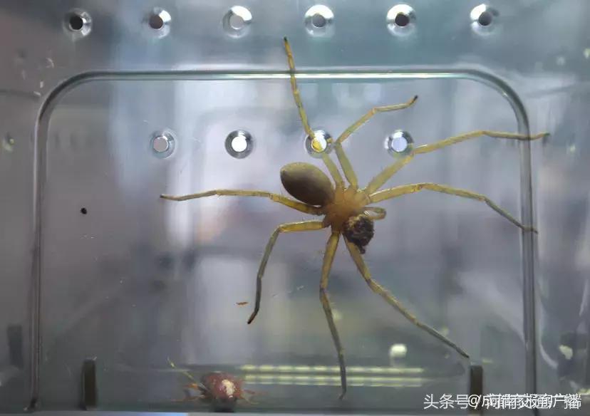 养蜘蛛能除蟑螂吗,蜘蛛能灭蟑螂吗