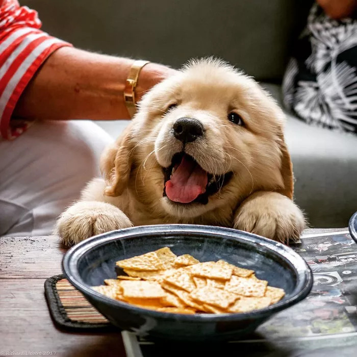 一只六个月的大金毛,大金毛是成精了吗竟然长这么大