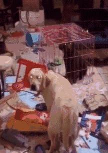 一只六个月的大金毛,大金毛是成精了吗竟然长这么大