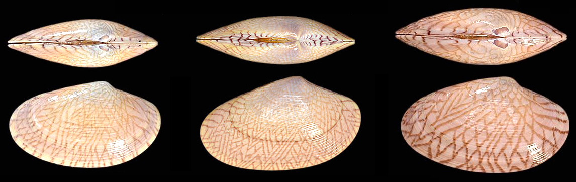 蛏子贝壳类海鲜,贝类海鲜有哪些毛蚶