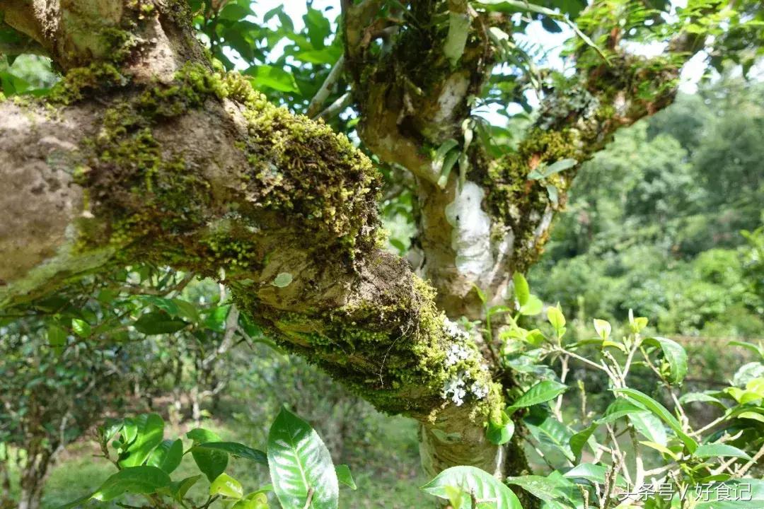 景迈有哪些寨子茶最贵,景迈山有村寨茶吗
