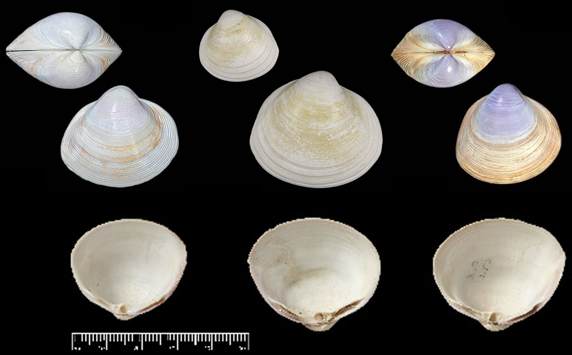 海边贝类种类,各种贝类的名称