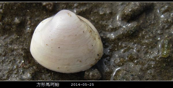 蛏子贝壳类海鲜,贝类海鲜有哪些毛蚶