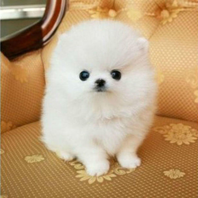 成都博美犬多少钱一只,黑色博美犬价格多少钱一只