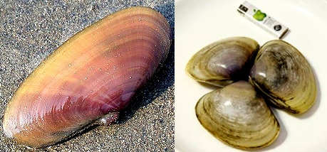 蛏子扇贝各种贝类如何区分,海鲜蛏的品种大全